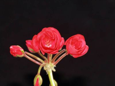 Rhodiola rosea